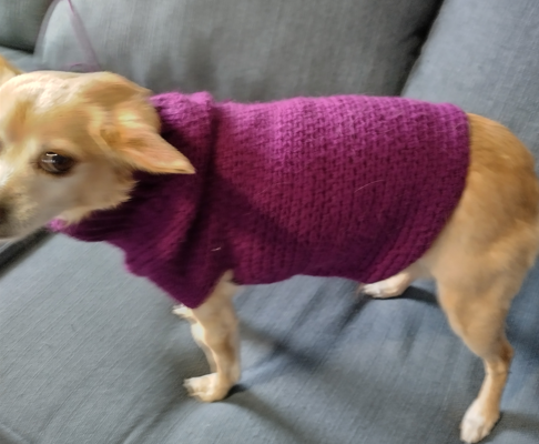 Live in the DFW Metroplex and want a custom crochet dog sweater?