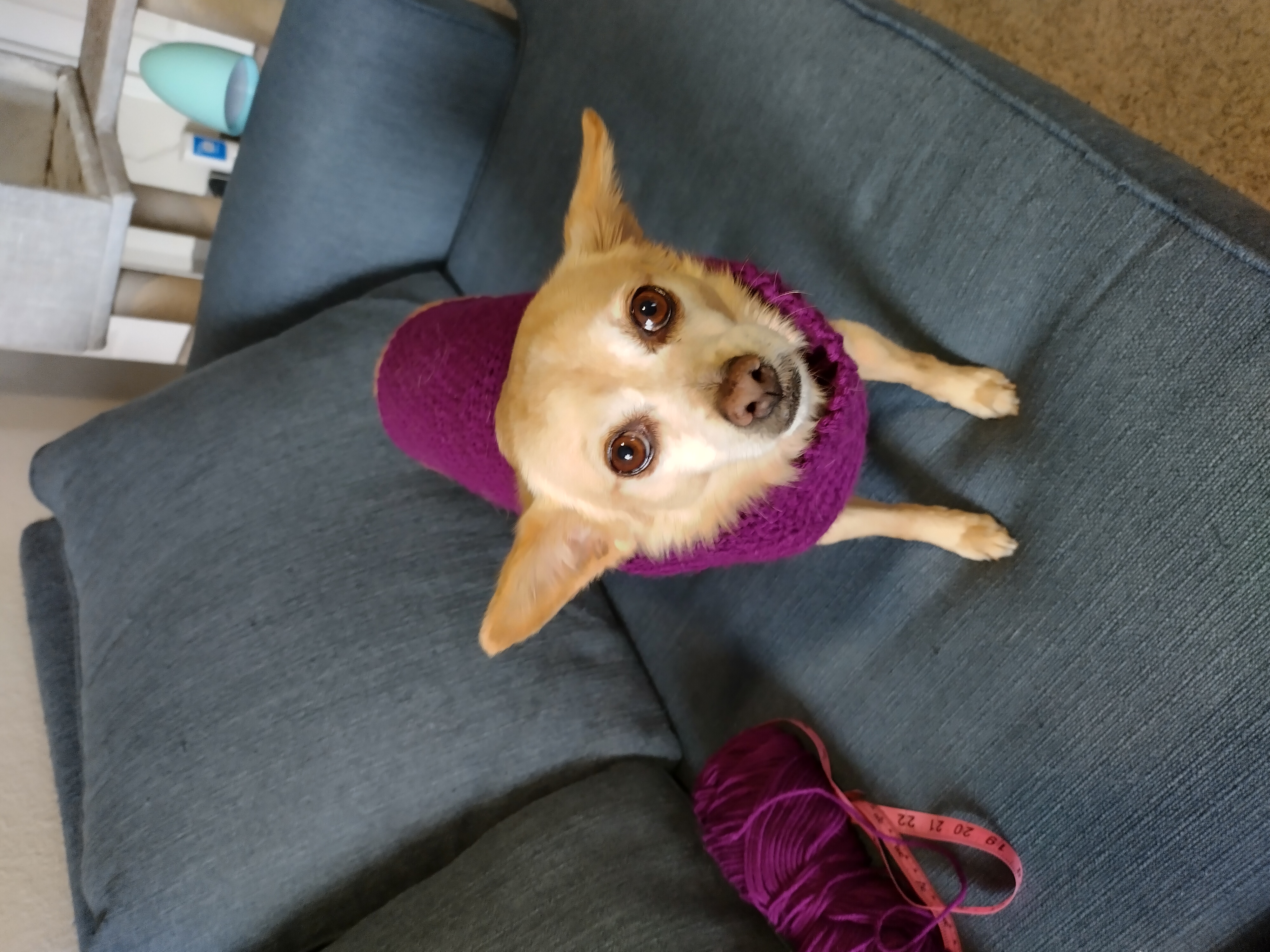 Custom Crochet Dog Sweater