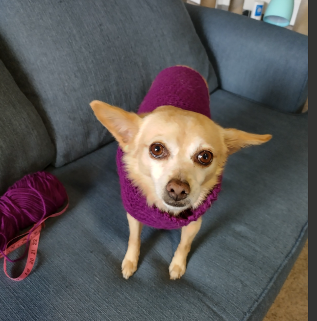 Custom Crochet Dog Sweater